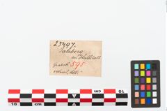 Etikett zu Bronzerollenkopfnadel (NHMW-PRAE-025497)